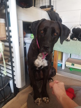 SOLEY, Hund, Mischlingshund in Dingelstädt - Bild 8