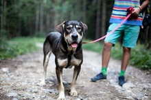 AKASHA, Hund, Mischlingshund in Rumänien - Bild 2