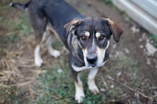 AKASHA, Hund, Mischlingshund in Rumänien - Bild 3