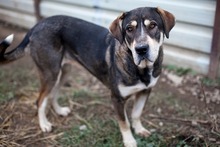 AKASHA, Hund, Mischlingshund in Rumänien - Bild 4