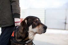 AKASHA, Hund, Mischlingshund in Rumänien - Bild 5