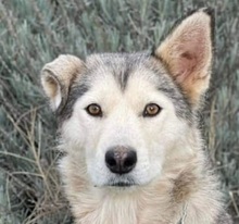 LUNA, Hund, Siberian Husky in Nordmazedonien - Bild 1