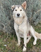 LUNA, Hund, Siberian Husky in Nordmazedonien - Bild 2
