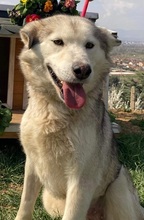 LUNA, Hund, Siberian Husky in Nordmazedonien - Bild 3