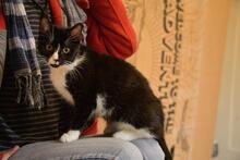 MINNA, Katze, Hauskatze in Wrestedt - Bild 7