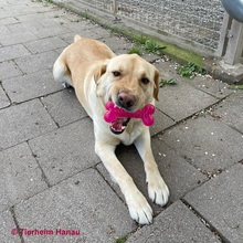 EDDIE, Hund, Labrador Retriever in Hanau-Kesselstadt - Bild 2