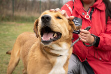 TORESS, Hund, Mischlingshund in Bulgarien - Bild 2
