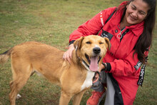 TORESS, Hund, Mischlingshund in Bulgarien - Bild 4