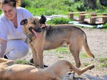 HUGORENE, Hund, Mischlingshund in Griechenland - Bild 11