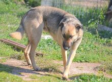 HUGORENE, Hund, Mischlingshund in Griechenland - Bild 12