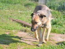 HUGORENE, Hund, Mischlingshund in Griechenland - Bild 13