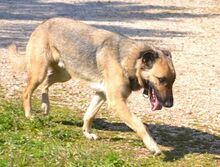 HUGORENE, Hund, Mischlingshund in Griechenland - Bild 15