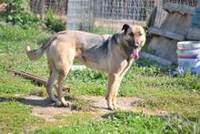 HUGORENE, Hund, Mischlingshund in Griechenland - Bild 16