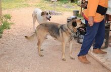 HUGORENE, Hund, Mischlingshund in Griechenland - Bild 2