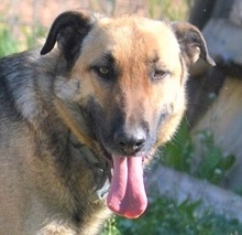 HUGORENE, Hund, Mischlingshund in Griechenland - Bild 4