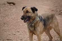 HUGORENE, Hund, Mischlingshund in Griechenland - Bild 5