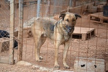 HUGORENE, Hund, Mischlingshund in Griechenland - Bild 6