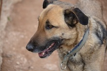 HUGORENE, Hund, Mischlingshund in Griechenland - Bild 7