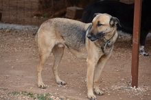 HUGORENE, Hund, Mischlingshund in Griechenland - Bild 8