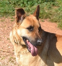 EGON, Hund, Mischlingshund in Griechenland - Bild 1