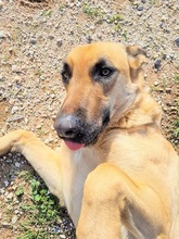 EGON, Hund, Mischlingshund in Griechenland - Bild 11
