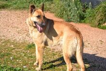 EGON, Hund, Mischlingshund in Griechenland - Bild 12