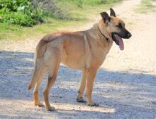 EGON, Hund, Mischlingshund in Griechenland - Bild 13