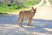 EGON, Hund, Mischlingshund in Griechenland - Bild 14