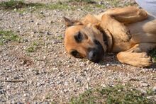 EGON, Hund, Mischlingshund in Griechenland - Bild 16