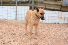 EGON, Hund, Mischlingshund in Griechenland - Bild 18