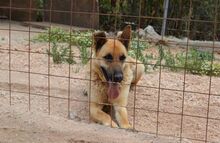 EGON, Hund, Mischlingshund in Griechenland - Bild 2