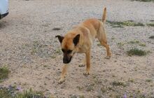 EGON, Hund, Mischlingshund in Griechenland - Bild 3