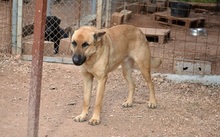 EGON, Hund, Mischlingshund in Griechenland - Bild 6