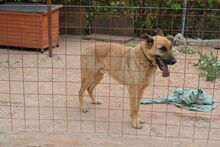 EGON, Hund, Mischlingshund in Griechenland - Bild 7