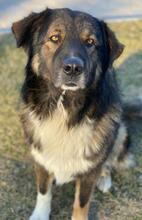 CLARK, Hund, Mischlingshund in Griechenland - Bild 11