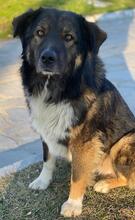 CLARK, Hund, Mischlingshund in Griechenland - Bild 2