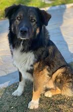 CLARK, Hund, Mischlingshund in Griechenland - Bild 5