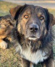 CLARK, Hund, Mischlingshund in Griechenland - Bild 8