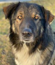 CLARK, Hund, Mischlingshund in Griechenland - Bild 9