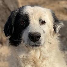 COLIAS, Hund, Mischlingshund in Griechenland - Bild 1
