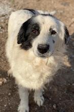 COLIAS, Hund, Mischlingshund in Griechenland - Bild 10