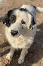 COLIAS, Hund, Mischlingshund in Griechenland - Bild 12
