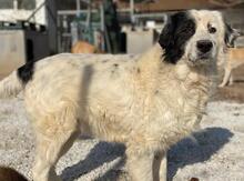 COLIAS, Hund, Mischlingshund in Griechenland - Bild 2