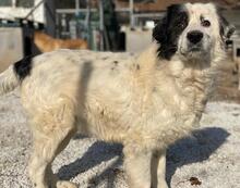 COLIAS, Hund, Mischlingshund in Griechenland - Bild 4