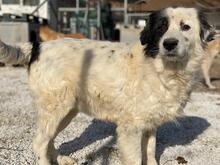 COLIAS, Hund, Mischlingshund in Griechenland - Bild 8