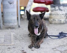 GALO, Hund, Mischlingshund in Sassenberg - Bild 1