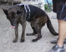 GALO, Hund, Mischlingshund in Sassenberg - Bild 6
