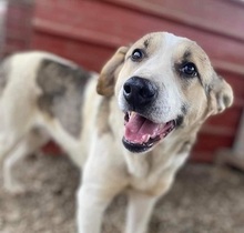 LEO, Hund, Mischlingshund in Nordmazedonien - Bild 1