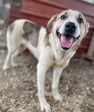 LEO, Hund, Mischlingshund in Nordmazedonien - Bild 2