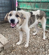 LEO, Hund, Mischlingshund in Nordmazedonien - Bild 3